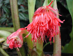 Image result for Scadoxus