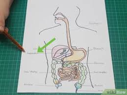 Maybe you would like to learn more about one of these? How To Draw A Model Of The Digestive System 15 Steps