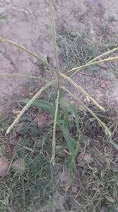 Image result for Acrachne