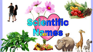 Flowers name in hindi|सभी फूलों के नाम हिंदी में।list of flower names english to hindi. All Scientific Names In Hindi à¤µ à¤œ à¤ž à¤¨ à¤• à¤¨ à¤® à¤¹ à¤¦ à¤® Frogpitara