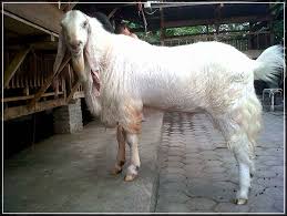 Hal lain yang perlu diperhatikan dalam desain kandang kambing adalah menyiapkan galian untuk memisahakan kotoran hewan. Jenis Kandang Kambing Etawa Ii Filaha Farm Com