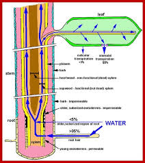 Loss Of Water Transpiration Biology Lessons Plant Science Biology Plants