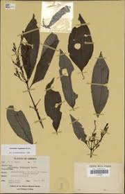 Image result for Asystasia vogeliana