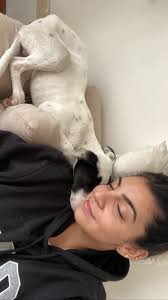 Hi all, I'm looking for one person or ideally a couple to trust looking  after my 4 year old frenchie and stay in my apartment located in Randwick,  The spot over the