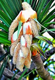 Image result for Pandanus utilis