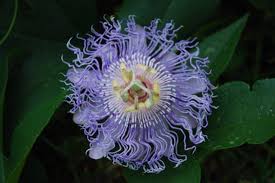 How To Harvest Consume Passion Flower Passion Flower Benefits Passion Flower Tea Passion Fruit Flower