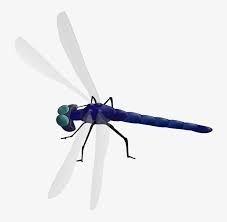 Maybe you would like to learn more about one of these? Small Dragonfly Clipart Free Transparent Png Download Pngkey