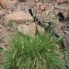 Image result for Setaria sp.