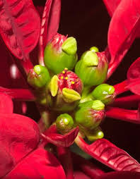 Image result for Euphorbia pulcherrima