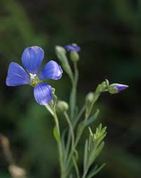 Image result for Linaceae