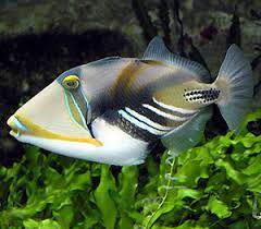 Can people from south carolina pronounce hawaii's state fish?while i was in south carolina this past week i went around asking people. Humuhumunukunukuapua A What Is It And How The Heck Do You Say It Maui Car Rental