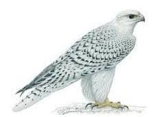 Check spelling or type a new query. Uniknya Burung Falcon Yang Wajib Diketahui Seputar Binatang Peliharaan