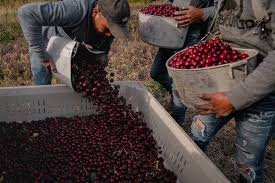That was my answer to technology. The Scramble To Pluck 24 Billion Cherries In Eight Weeks The New York Times