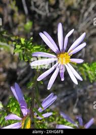 Image result for Felicia filifolia