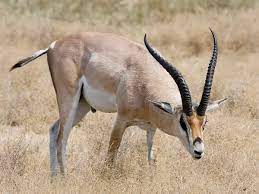 Gazzelle este este un magazin online dedicat femeii din jungla urbana. Grant S Gazelle Wikipedia