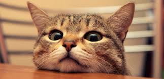 Kucing ekor berwarna comel yang ditarik tangan gambar unduh gratis imej 610904100 format psd my. Koleksi Gambar Kucing Comel Dan Lucu Azhan Co