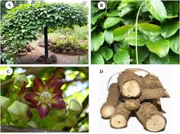 Image result for Mondia ecornuta