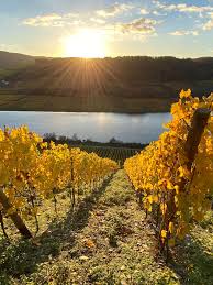 Weingut Hoffmann Wein-shop