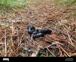 Image result for marten poop