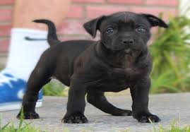 Most of the black color pitbulls are have a plain color coat, unlike the grey color. Black Pitbull Dogs What You Need To Know About This Pit Terrier Breed American Bully Daily