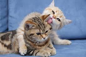 Kediler Adet Regl Olur Mu Kediler Kac Ayda Dogurur Kediler Ne Zaman Ciftlesir Kediler Kac Aylikken H Niedliche Katzchen Katzen Fakten Susseste Haustiere