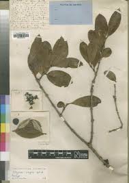 Image result for Strychnos gossweileri