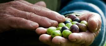 L Huile D Olive De Corse Aop Savoir Faire Et Tradition