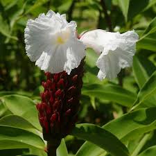 Image result for Costus subbiflorus