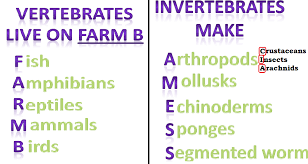 6 L 4b 1 Common Characteristics Of Vertebrates Invertebrates