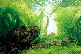 Image result for Aponogeton desertorum