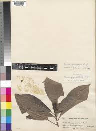 Image result for Rinorea ferruginea