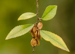 Image result for Ulmus parvifolia