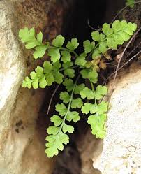 Image result for Asplenium normale
