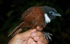 Mulai dari malaysia, singapura, papua nugini, brunai, vietnam, thailand, timor leste. Ciri Khas Burung Tepus Leher Putih Dan Habitatnya
