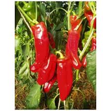 Il peperone, noto anche come peperone dolce, è uno dei tipi di peperoni più comunemente impiegati nella famiglia annuum capsicum. Peperone Corno Di Bue Rosso Sativa Pa63