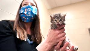 Maybe you would like to learn more about one of these? Pets Adoptions Leap As People Seek Companionship During Coronavirus
