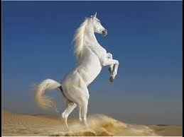 Image result for galloping horse