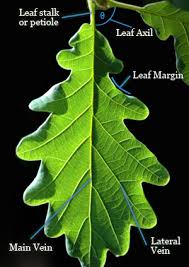 Instead, they have more complex shapes. A Guide To Tree Identification Woodlands Co Uk