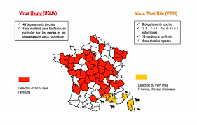 Sie sind auch für verschiedene erkrankungen verantwortlich. Pourquoi Les Virus West Nile Et Usutu Pourraient S Enraciner En France Le Point