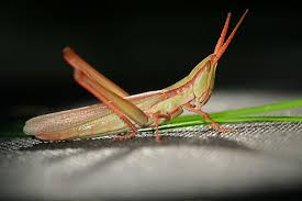 Make a coloring book with grasshopper carapace for one click. News And Events Department Of Entomology