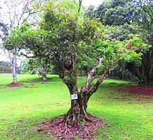 Can you grow a lychee tree indoors? Lychee Wikipedia