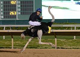 It is used as a concert venue when races aren't being held. Sam Houston Race Park Announces 2017 Promotional Schedule Camel And Ostrich Races Return March 3rd 4th