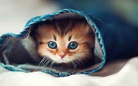 We hope you enjoy our growing collection of hd images to use as a background or home screen for your. Cat Wallpaper Background Data Src Free Download Cat Cat Hd Wallpapers 1080p 1920x1200 Wallpaper Teahub Io
