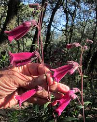 Image result for Penstemon hartwegii