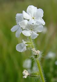 Image result for Indigofera cryptantha