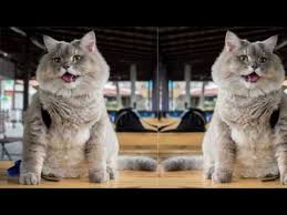 Say hello to bone bone from thailand. Bone Bone Youtube