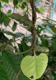 Image result for Anredera