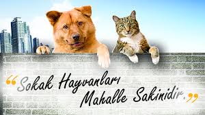Hayvan Kedi Panosunda Faruk Berber Tarafindan Hayvanlar Kedi