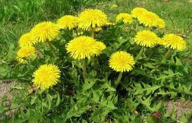 Bitkilerle Tedavi Panosundaki Pin