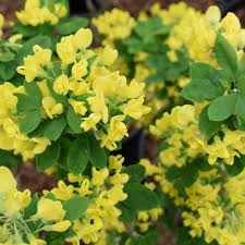 Image result for Laburnum